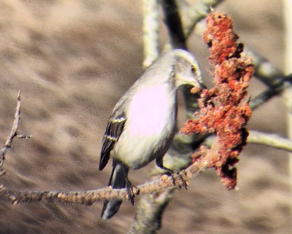 Northern Mockingbird - ML631934430