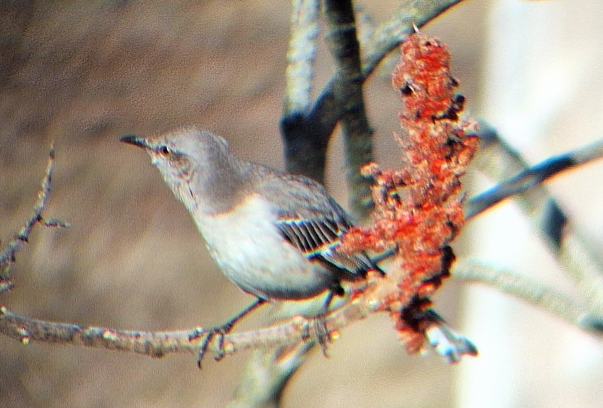 Northern Mockingbird - ML631934431