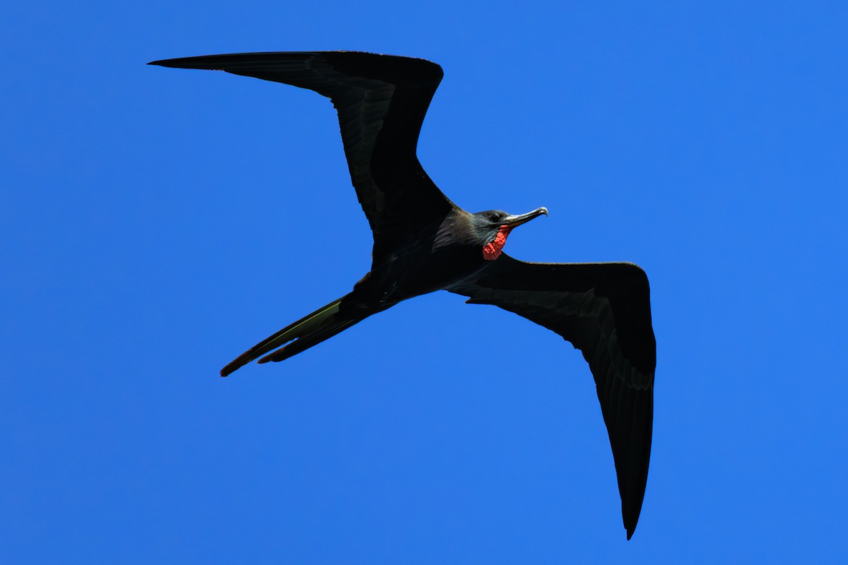 Prachtfregattvogel - ML631934436
