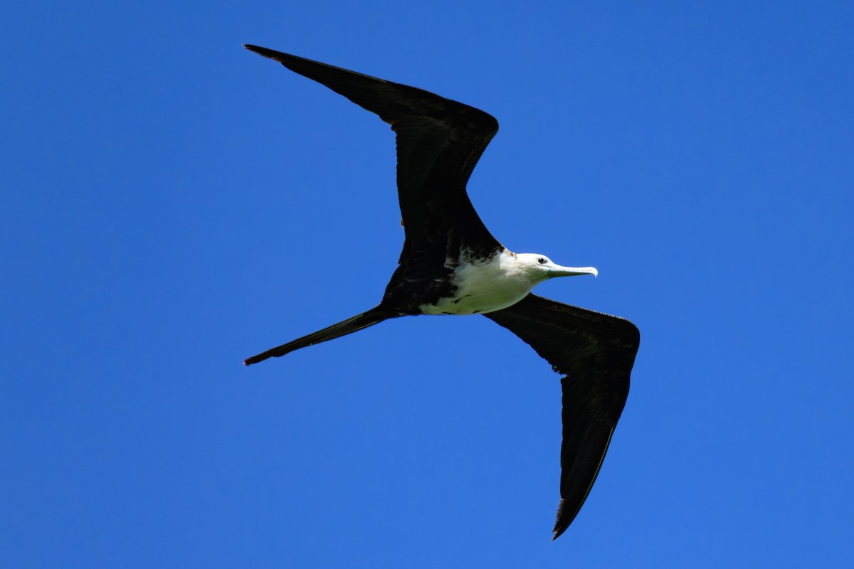 Prachtfregattvogel - ML631934463