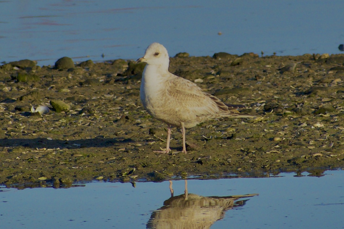 Short-billed Gull - ML631934546