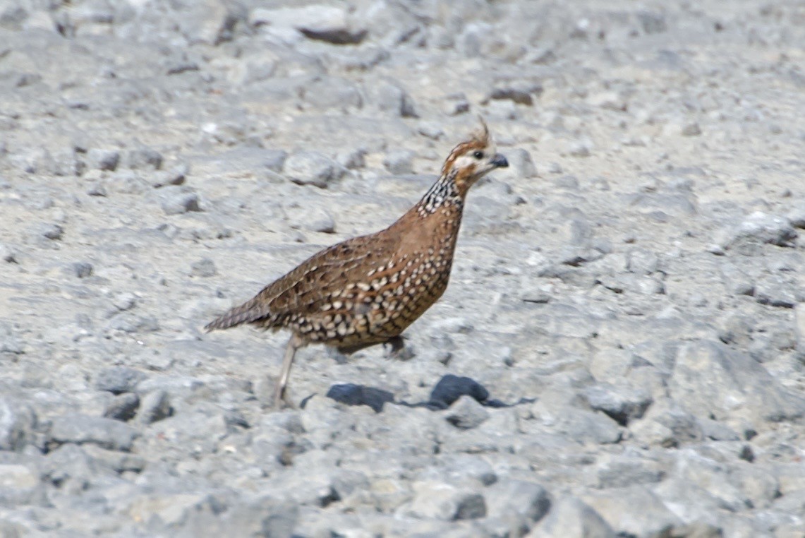 Crested Bobwhite - ML631934601