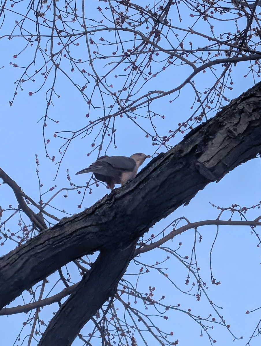 Sharp-shinned Hawk - ML631934624