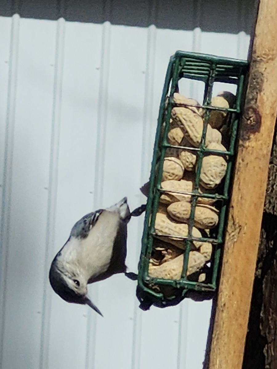 White-breasted Nuthatch - ML631934707