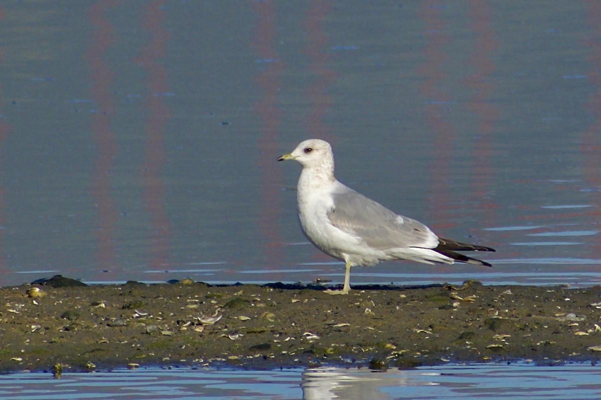 Short-billed Gull - ML631934725