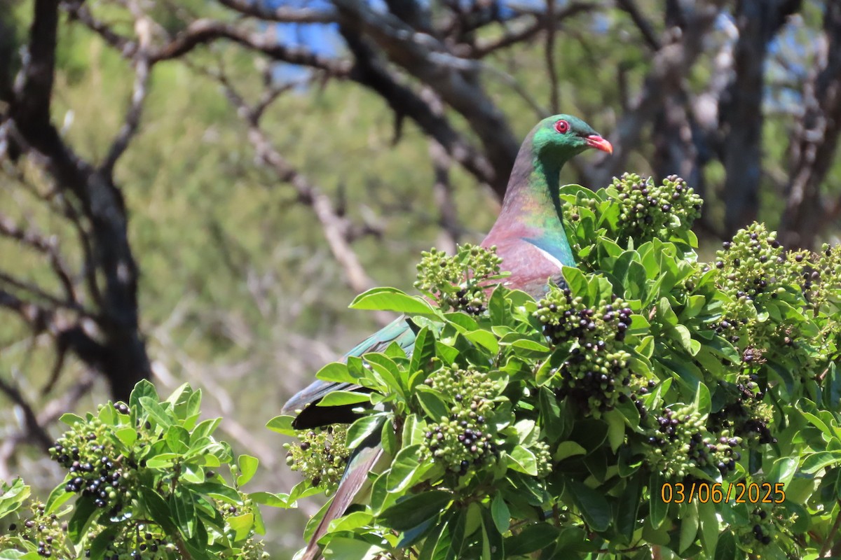 New Zealand Pigeon - ML631934727