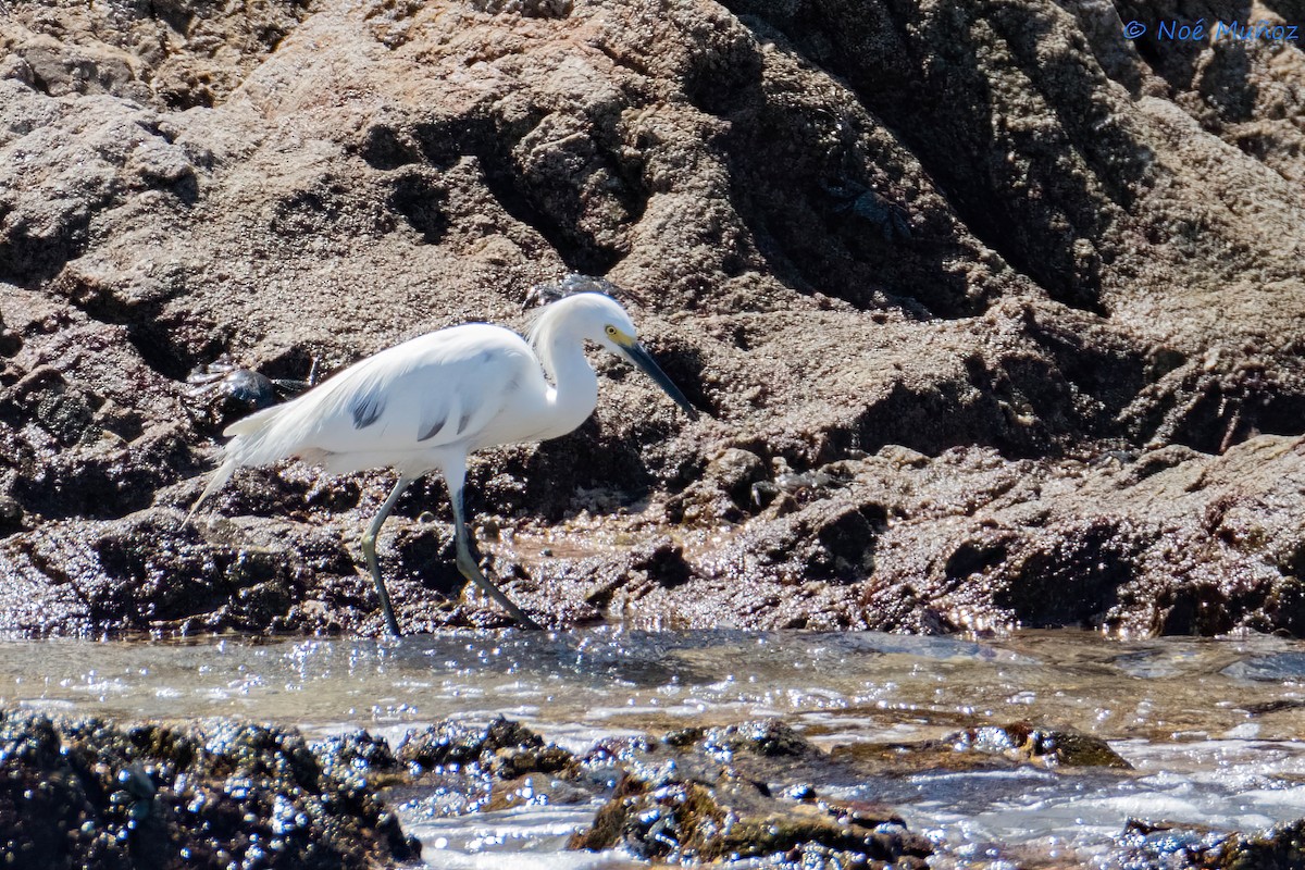 Little Blue Heron x Snowy Egret (hybrid) - ML631934734