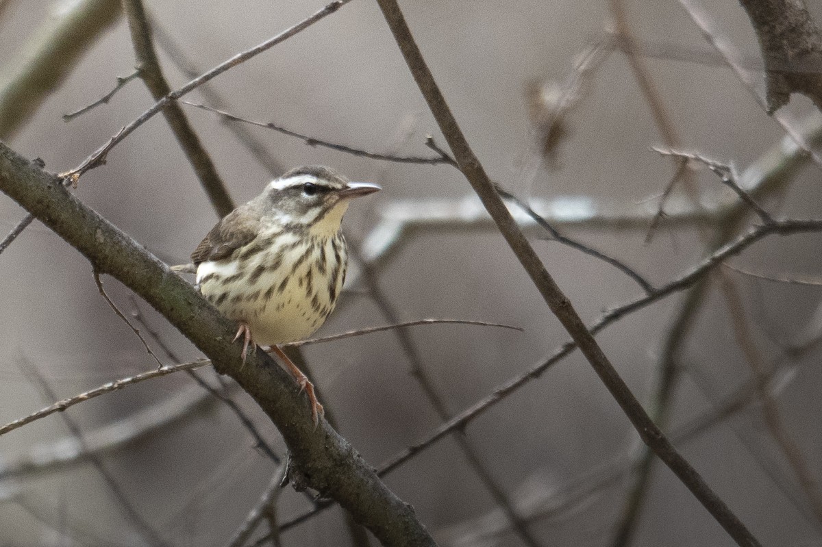 Louisiana Waterthrush - ML631934813