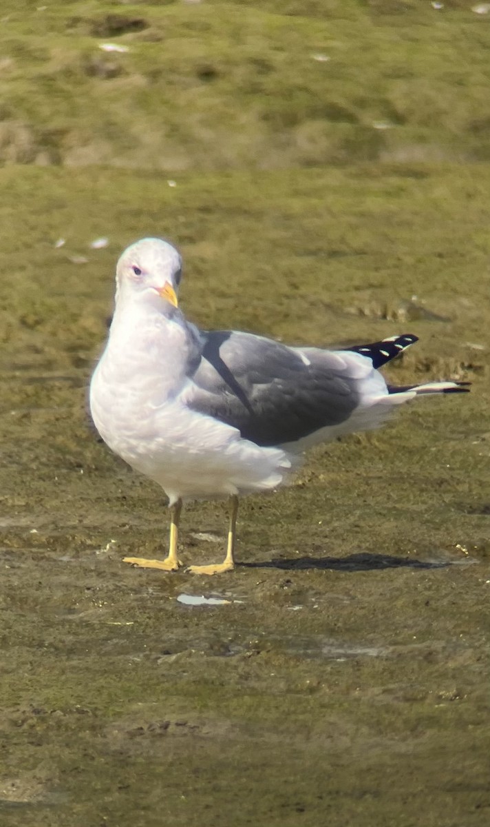 Short-billed Gull - ML631935079