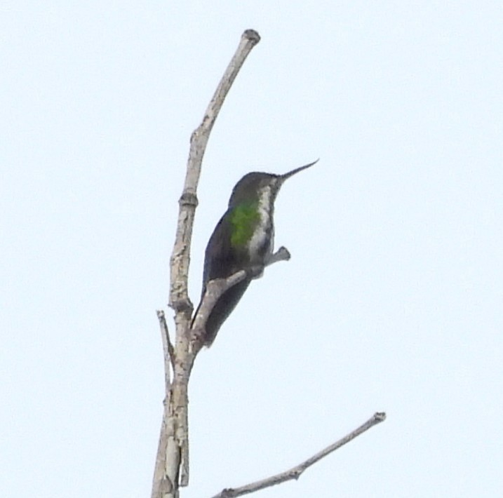 Fiery-tailed Awlbill - ML631935250