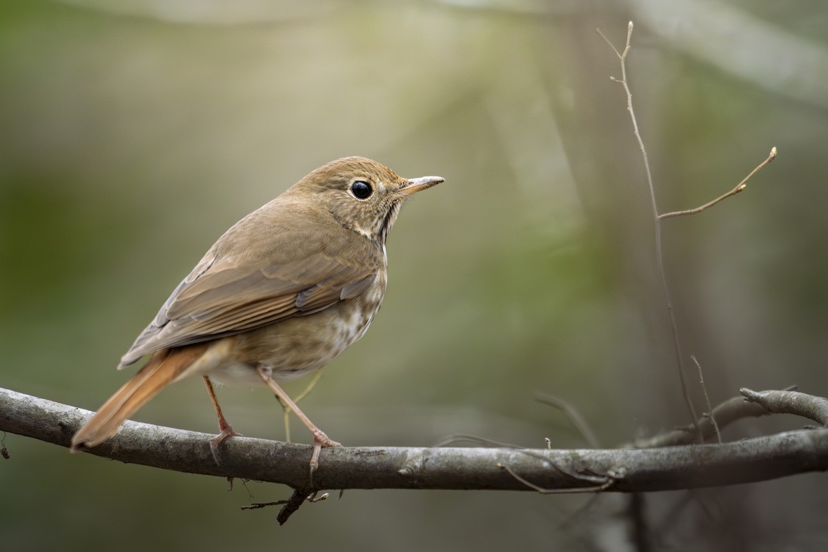 Hermit Thrush - ML631935629