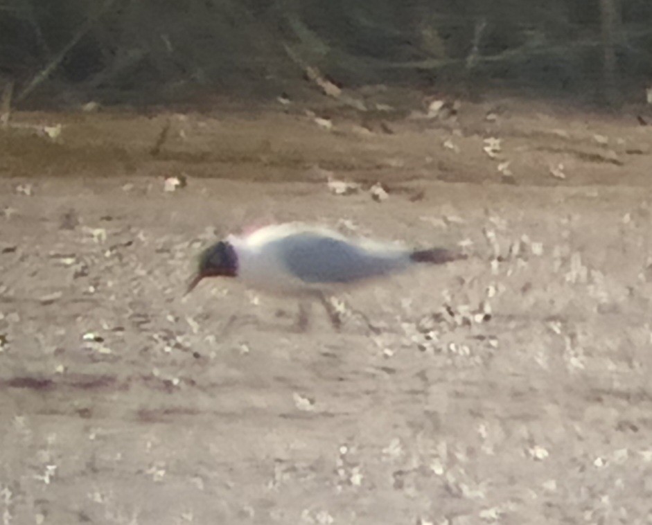 Black-headed Gull - ML631935777