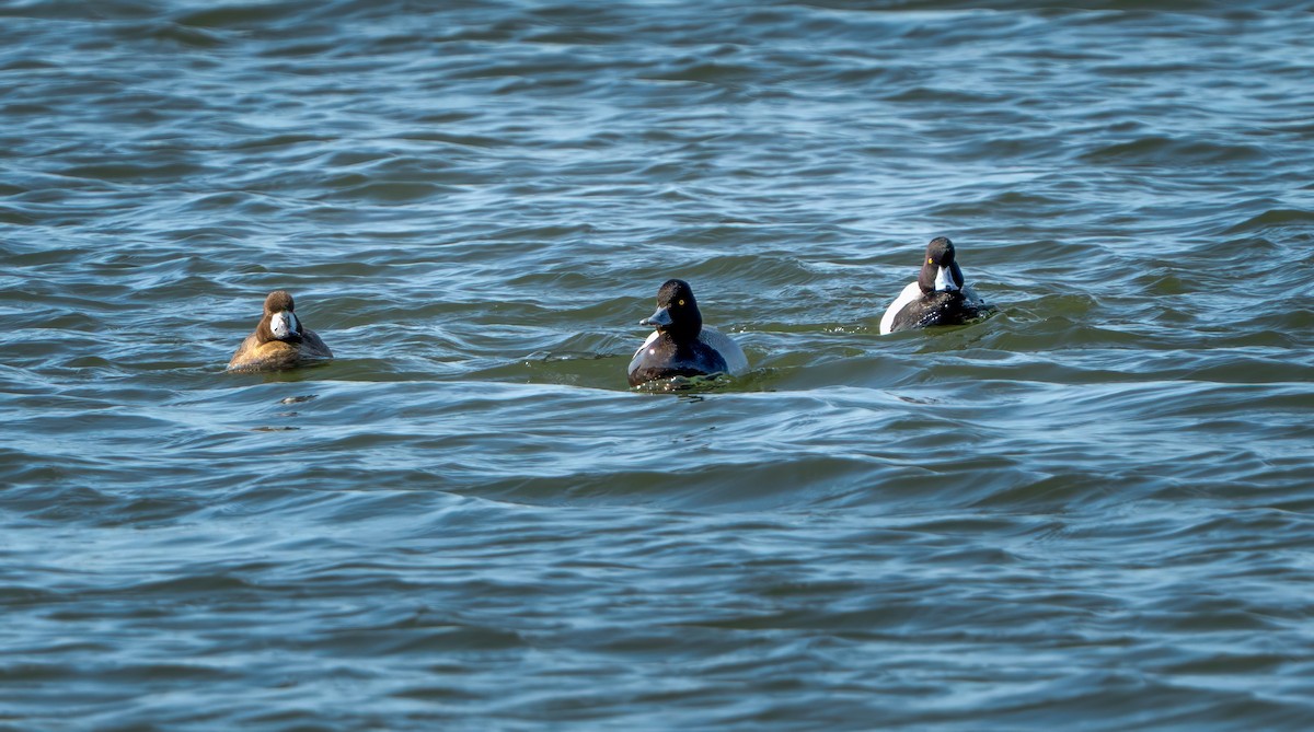 Lesser Scaup - ML631935816