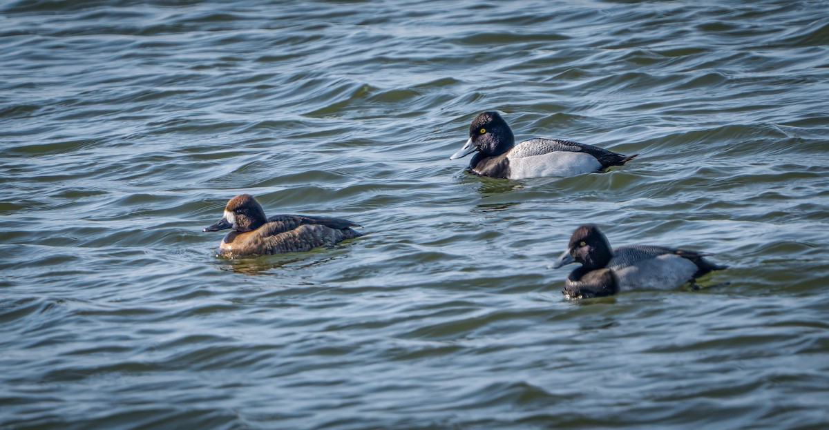 Lesser Scaup - ML631935817