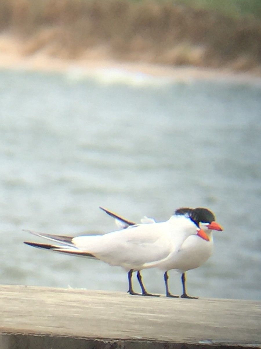 Caspian Tern - ML63193591