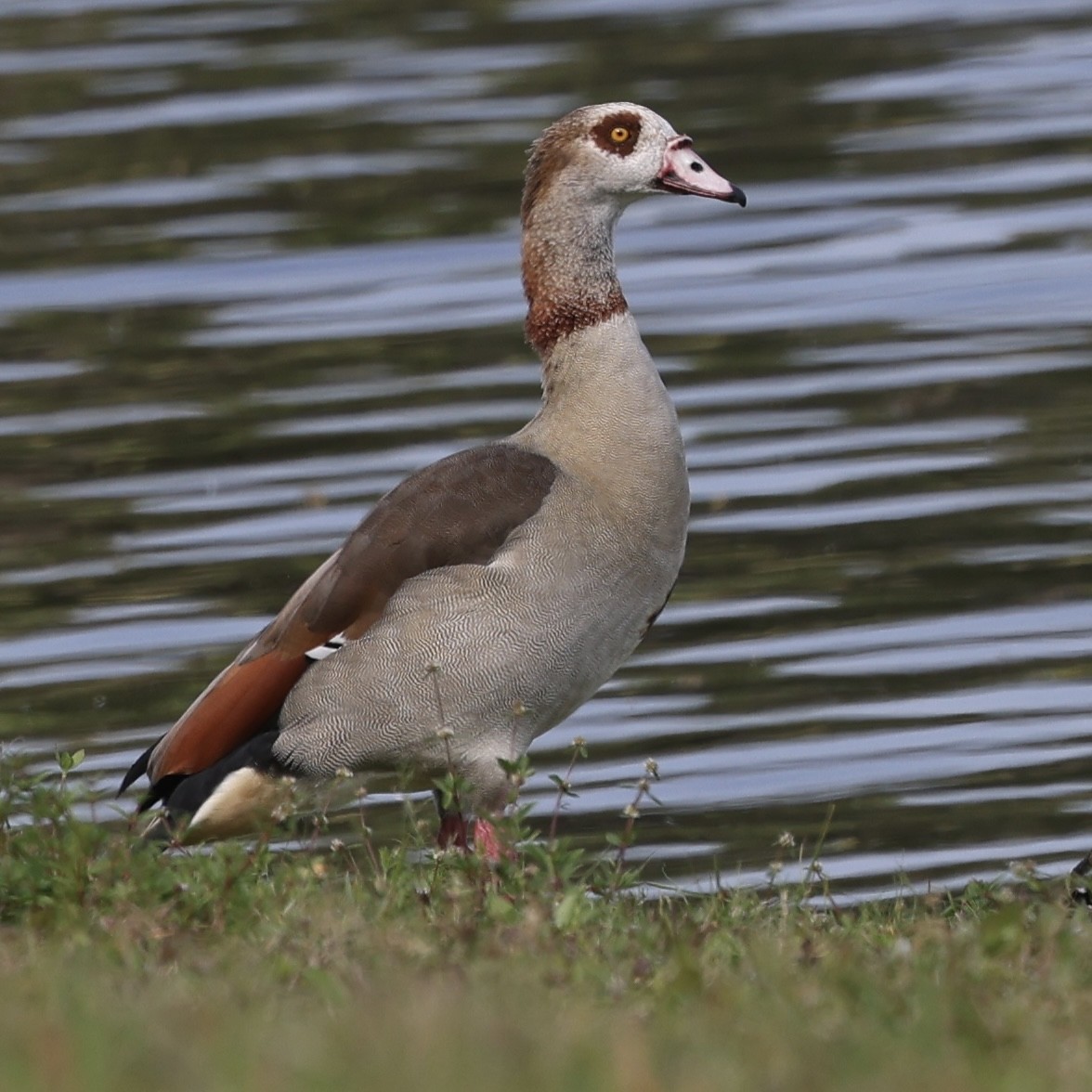 Egyptian Goose - ML631935978