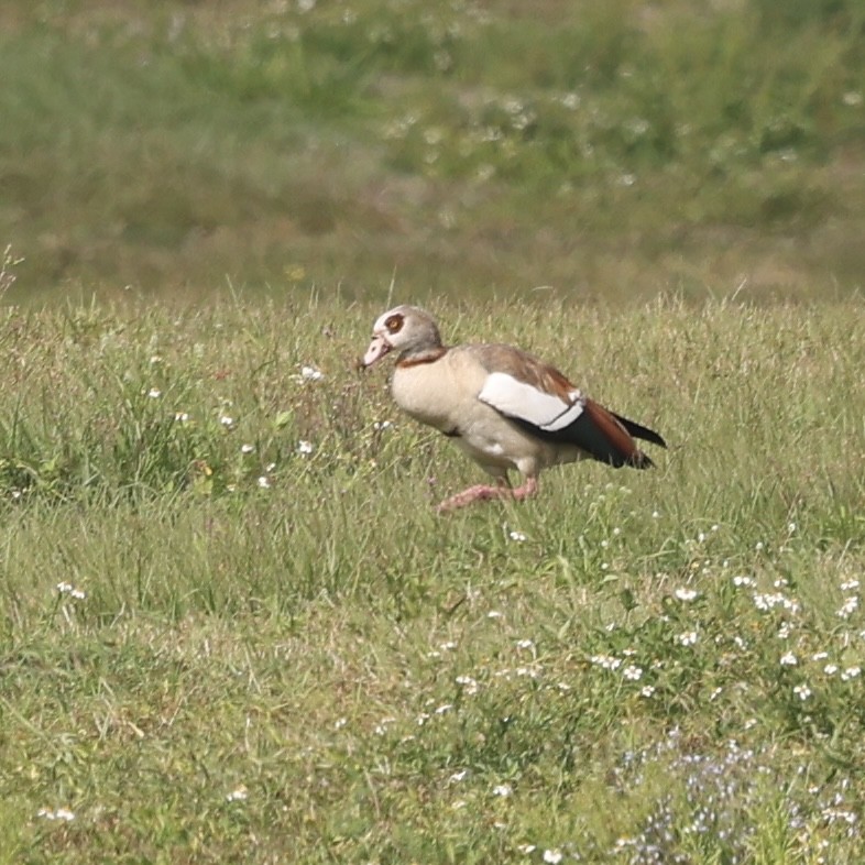 Egyptian Goose - ML631935979
