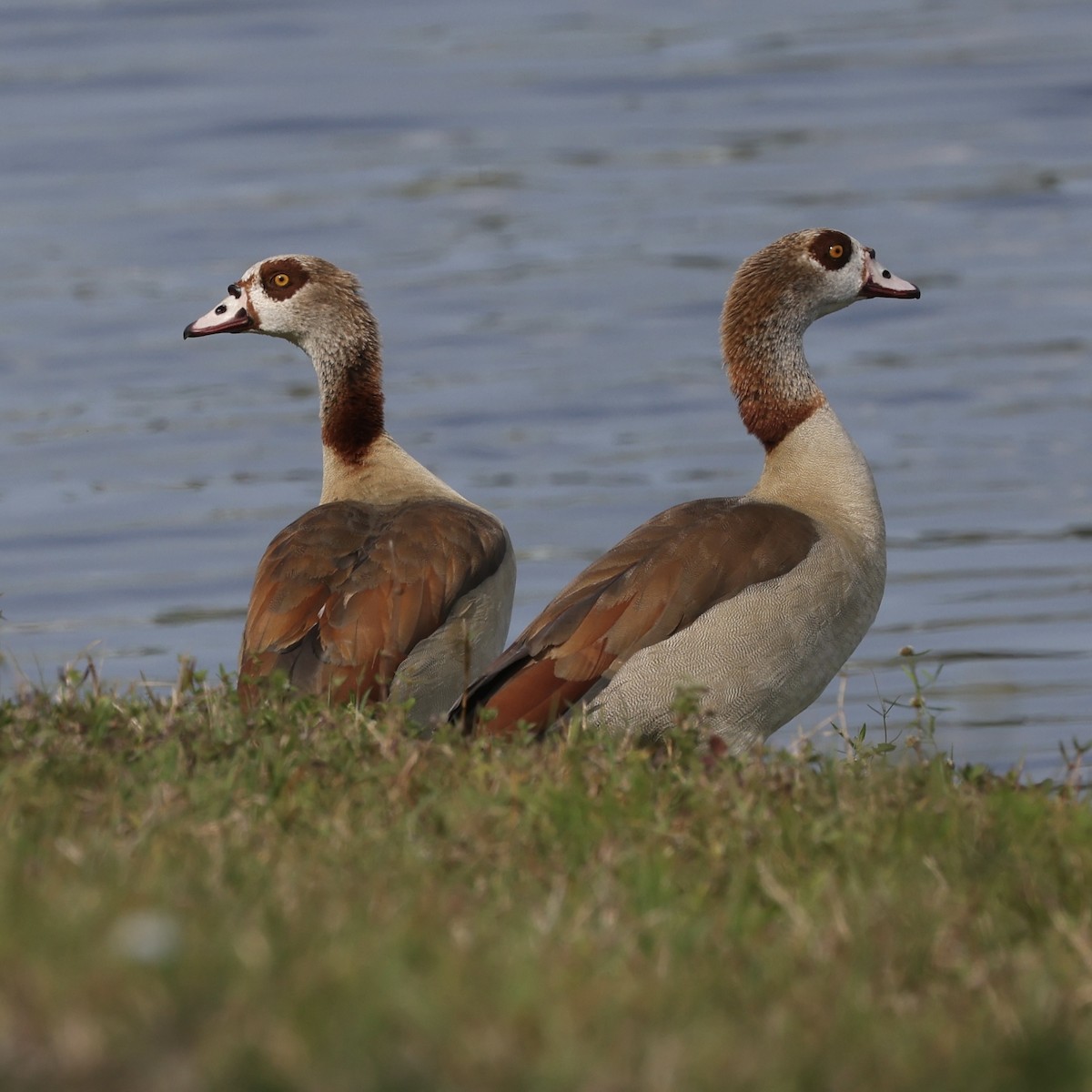 Egyptian Goose - ML631935981