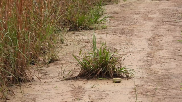Paint-billed Crake - ML631936057