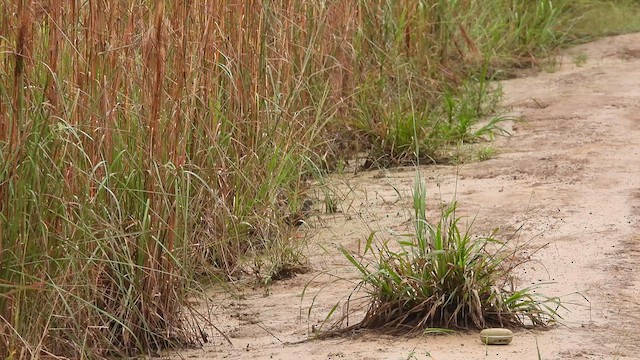 Paint-billed Crake - ML631936066
