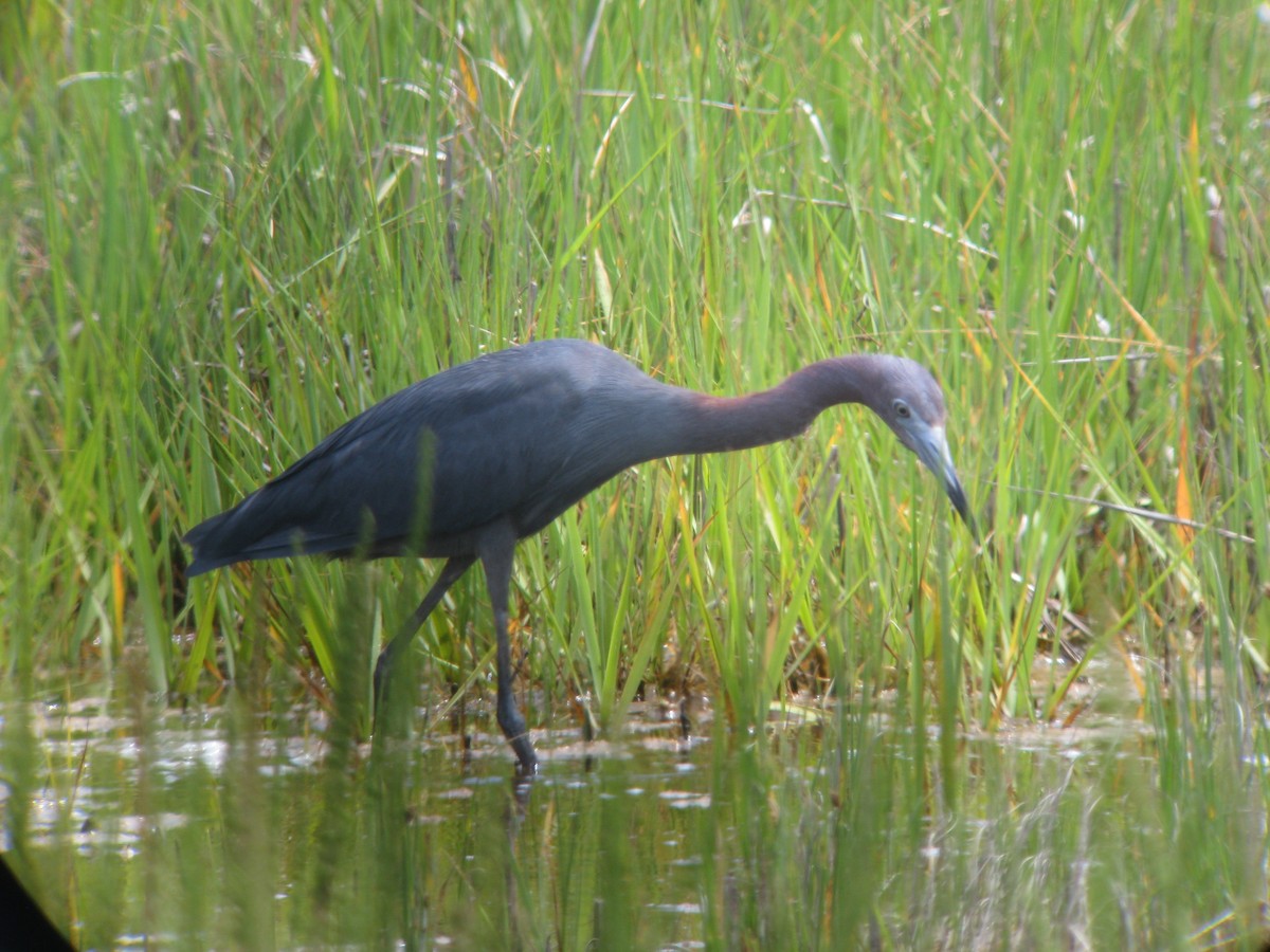 Little Blue Heron - ML631936237