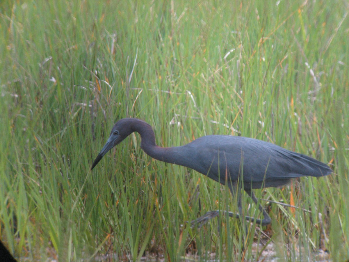 Little Blue Heron - ML631936238