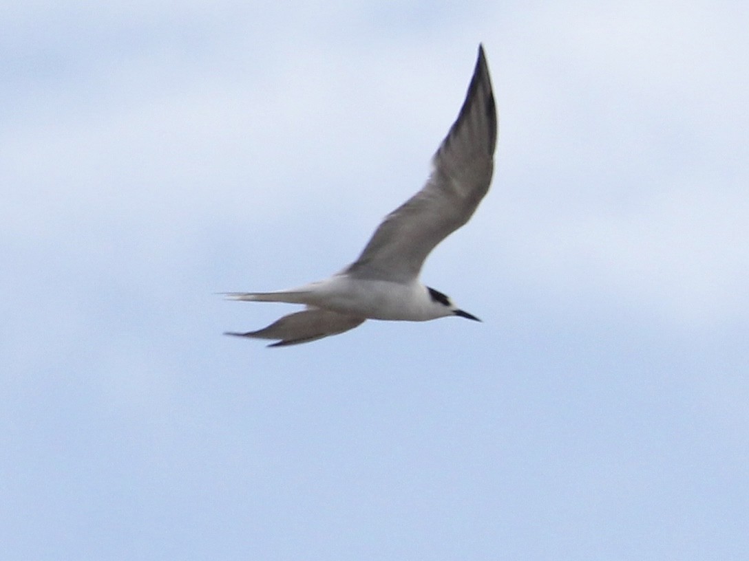 Common Tern - ML631936354