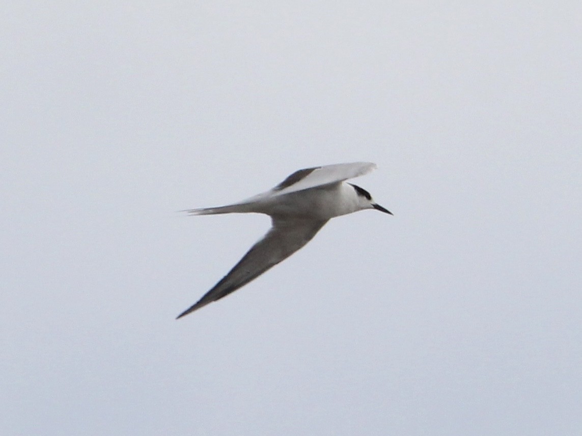 Common Tern - ML631936355