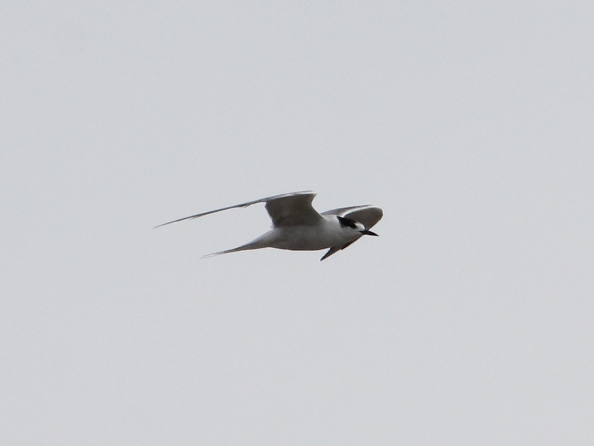Common Tern - ML631936356
