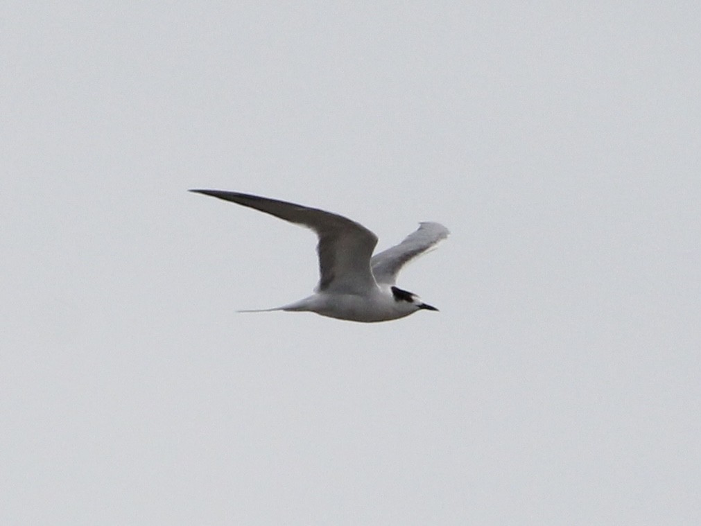 Common Tern - ML631936357