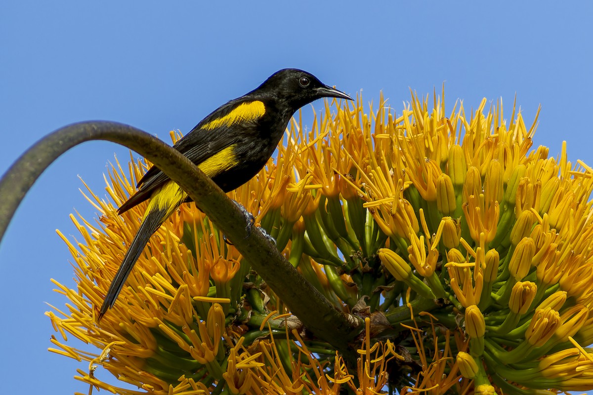 Hispaniolan Oriole - ML631936362