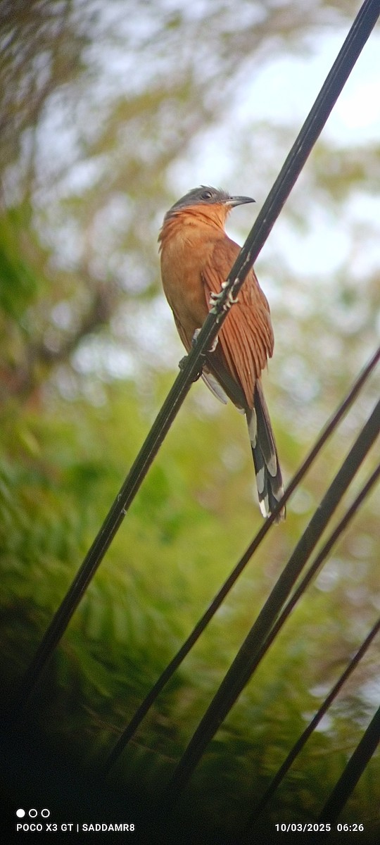 Gray-capped Cuckoo - ML631936456
