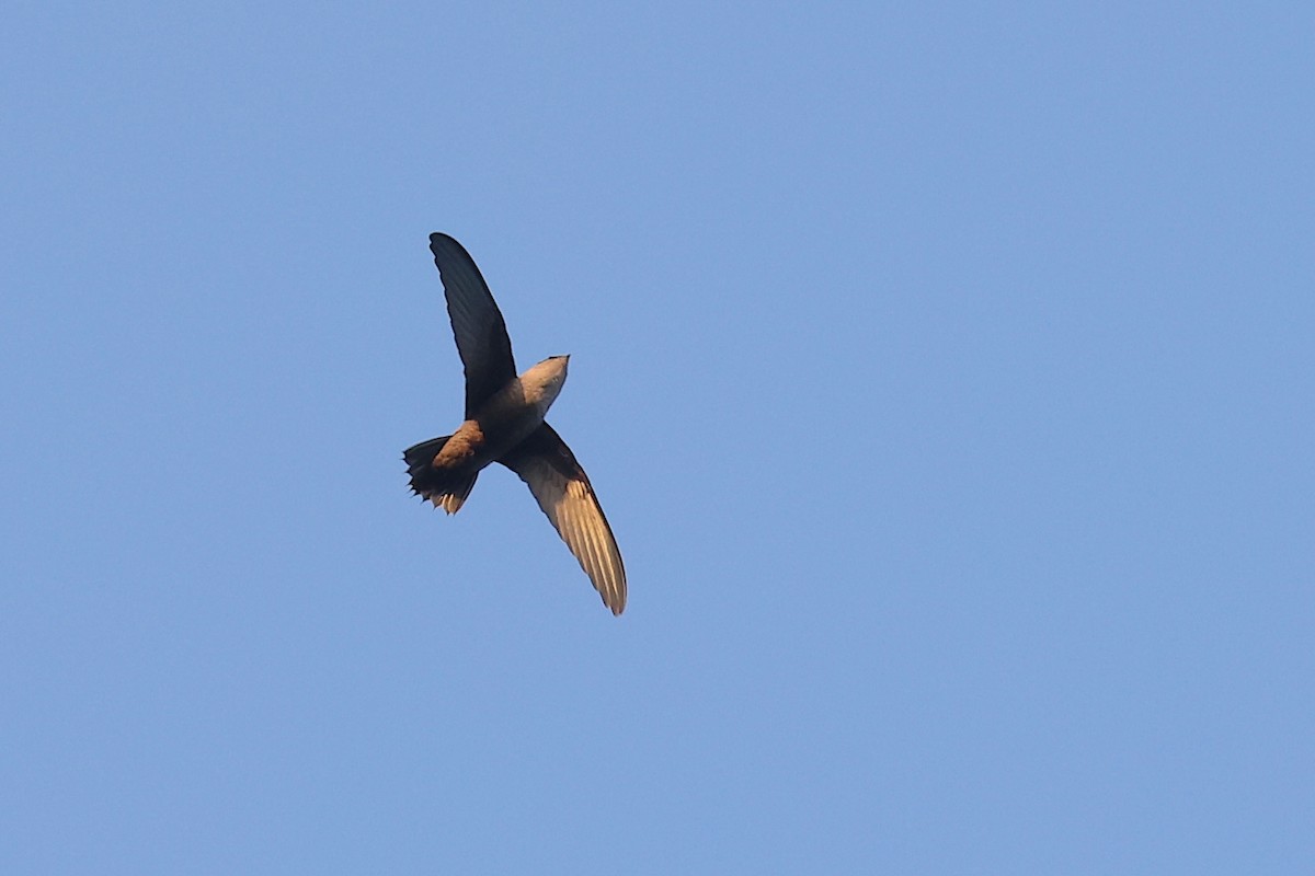 Chimney Swift - ML631936620