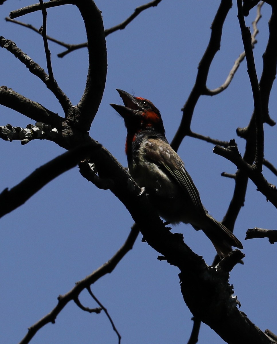 Black-collared Barbet - ML631936843