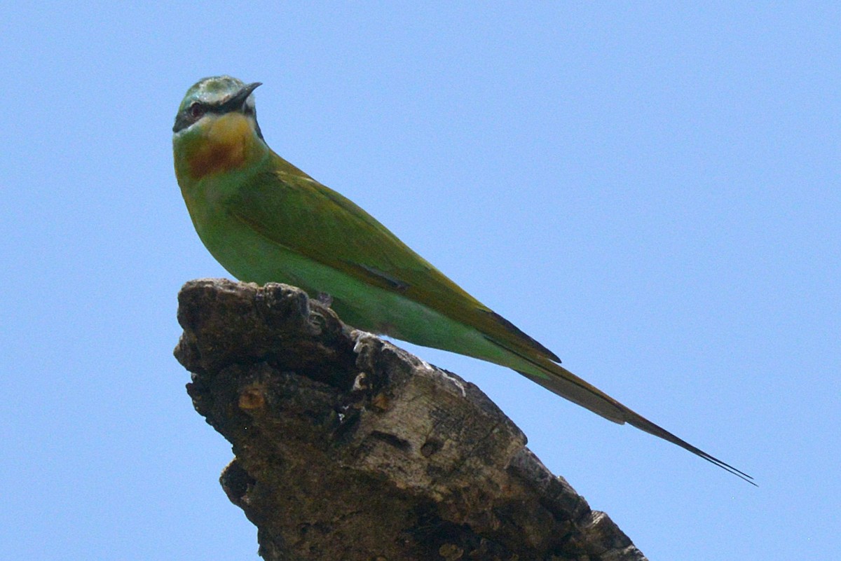 Blue-cheeked Bee-eater - ML631936918