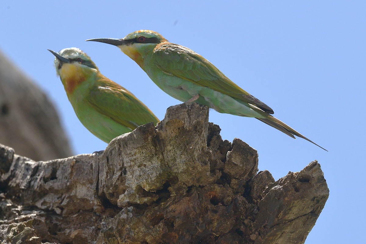 Blue-cheeked Bee-eater - ML631936919