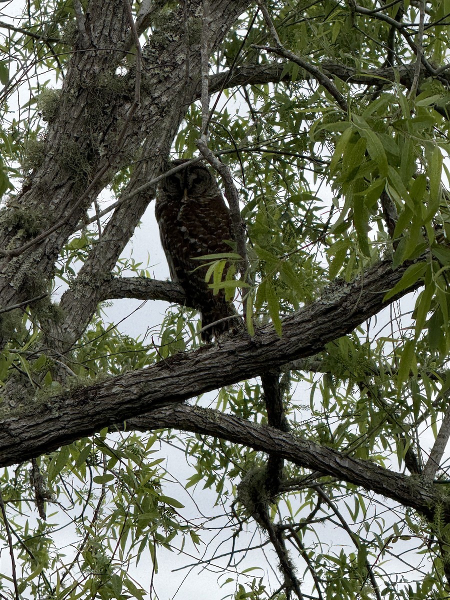 Barred Owl - ML631936990