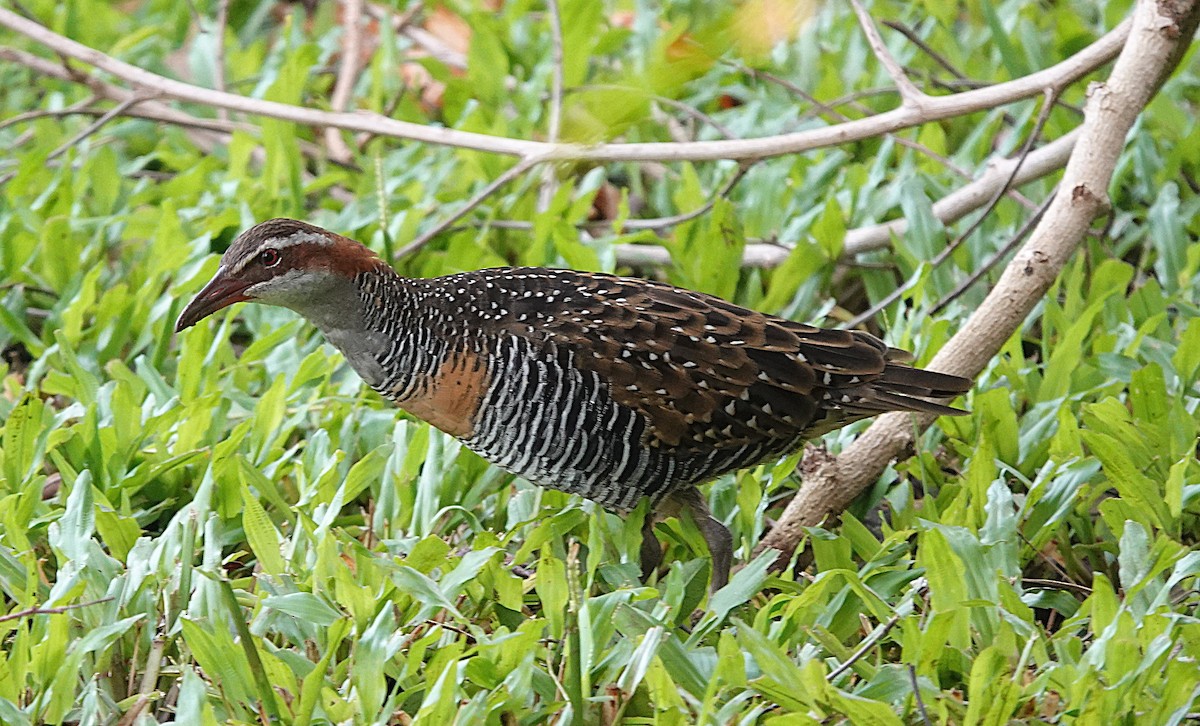 Buff-banded Rail - ML631937051