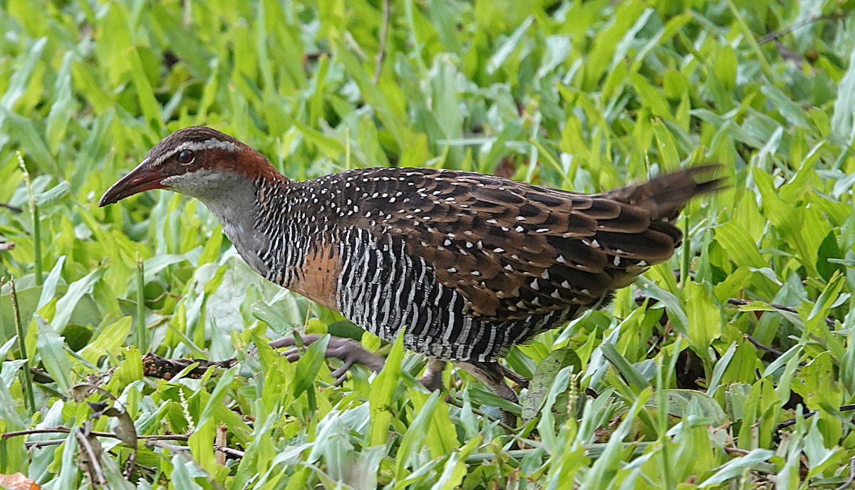 Buff-banded Rail - ML631937058
