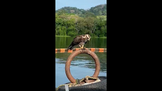 Snail Kite - ML631937109