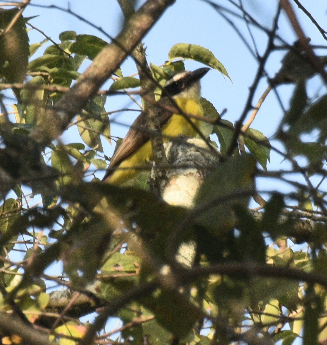 Boat-billed Flycatcher - ML631937297