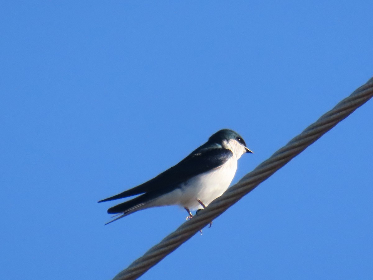 Bahama Swallow - ML631937359