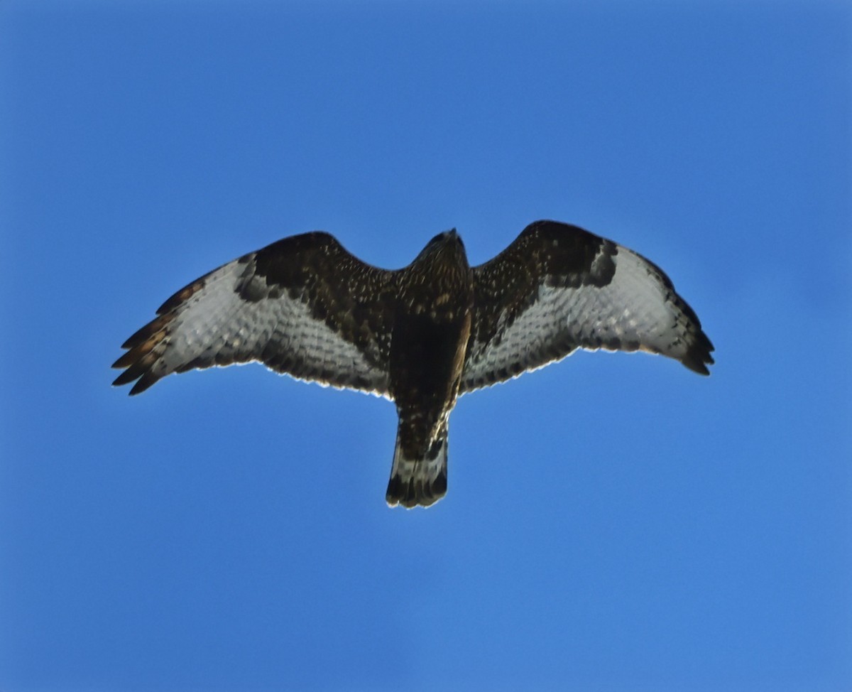 Rough-legged Hawk - ML631937385