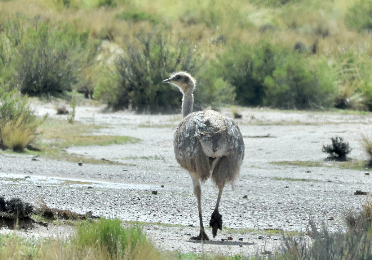 Lesser Rhea - ML631937404