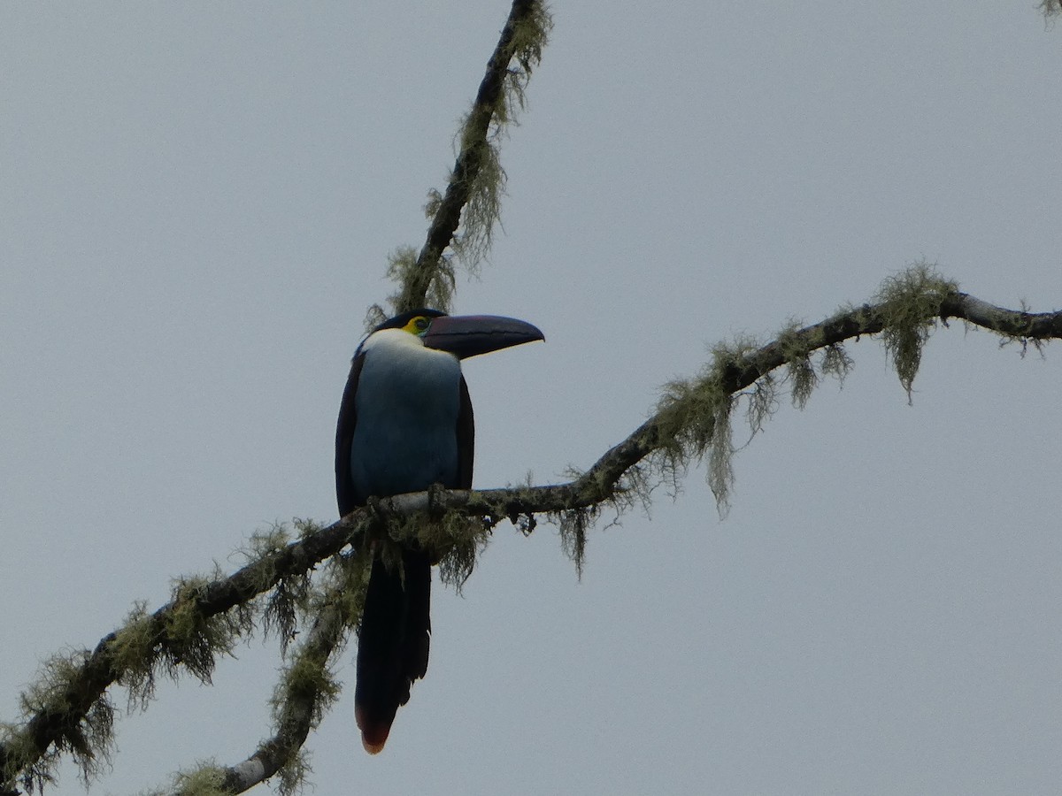 Black-billed Mountain-Toucan - ML631937444