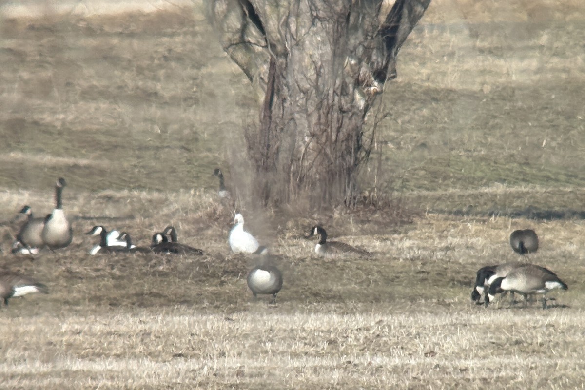 Snow Goose - ML631937457