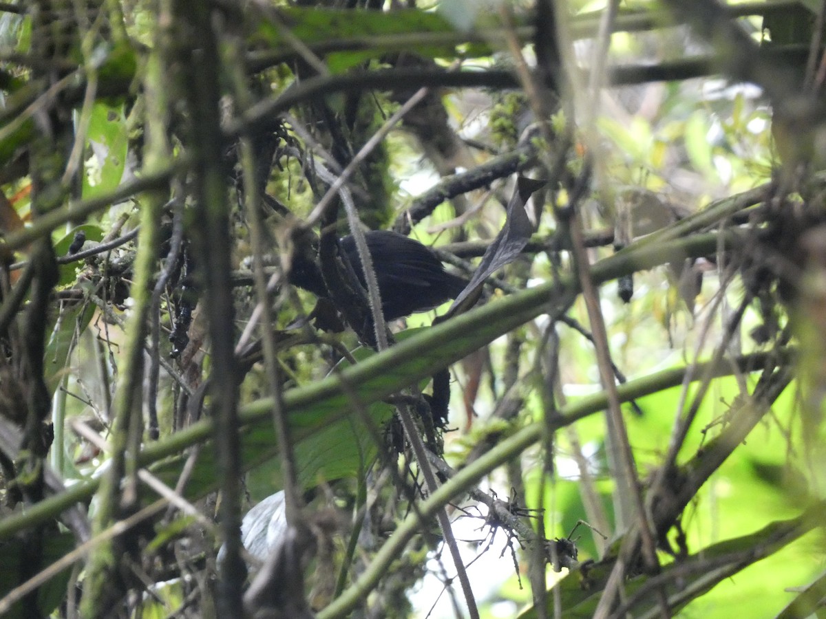 Blackish Tapaculo - ML631937488