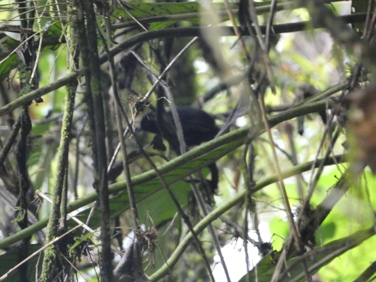 Blackish Tapaculo - ML631937489