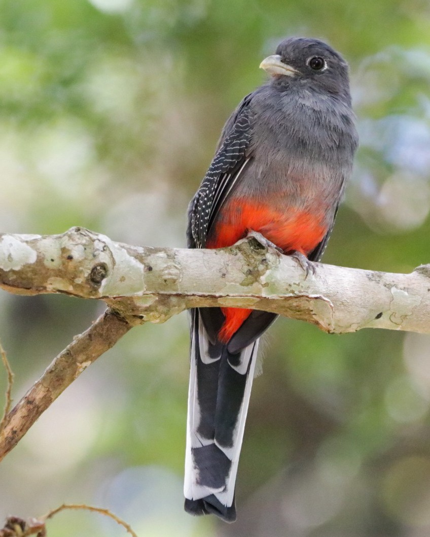 surucuatrogon - ML631937541