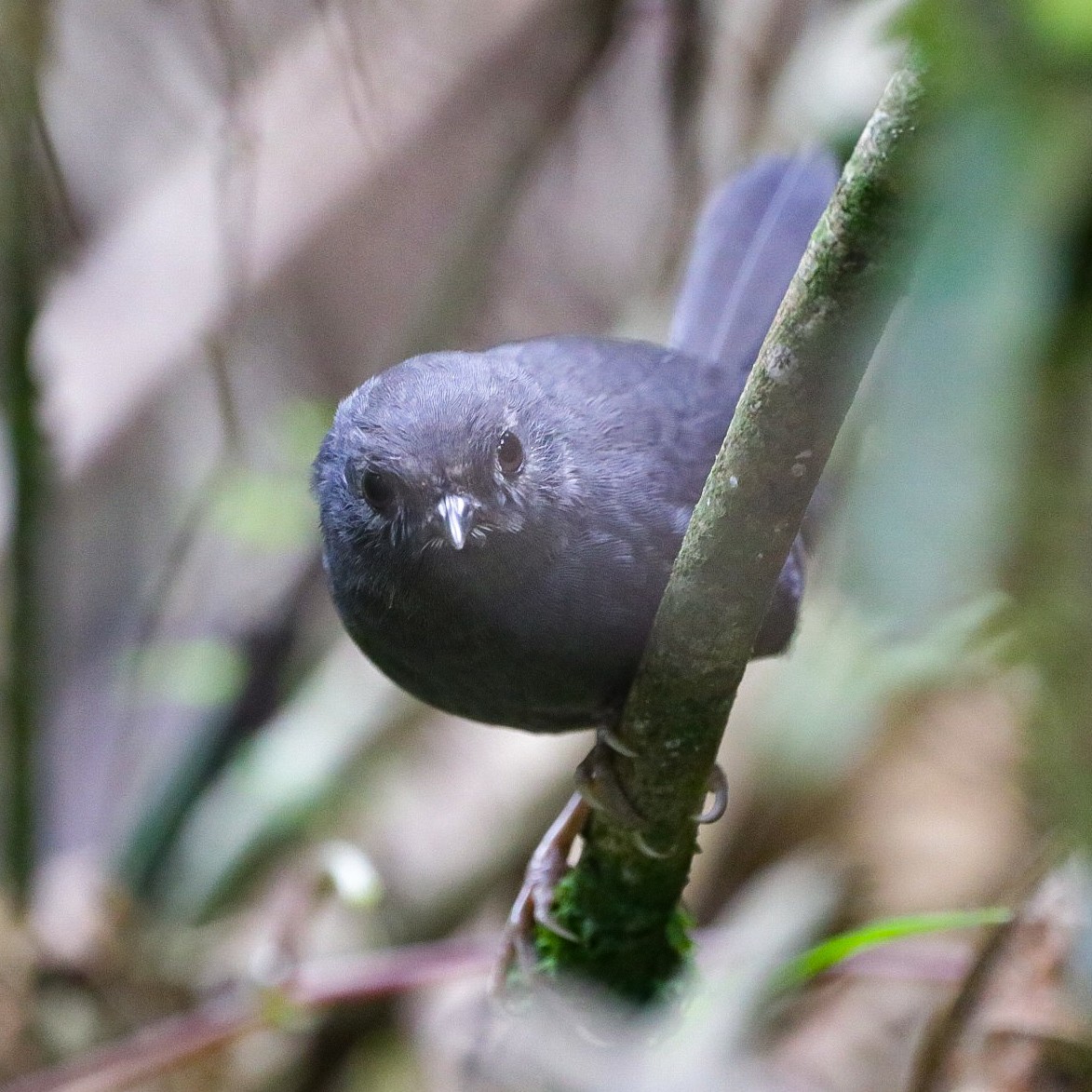 blytapakulo - ML631937562